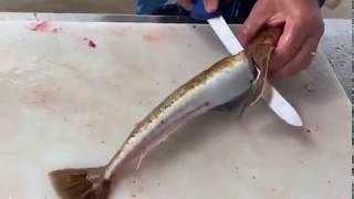 How to Fillet a Flathead [upl. by Gent677]