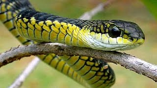 Snake Lighting Boomslang moves fast [upl. by Anirazc]