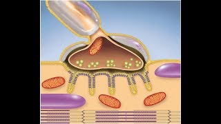 Muscular System The Neuromuscular Junction [upl. by Anaidni]