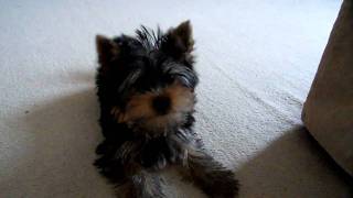 Yorkshire Terrier Puppy Barking at Camera [upl. by Yokoyama]