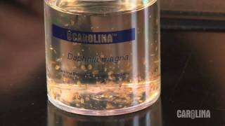 How to Care for Daphnia [upl. by Abla681]