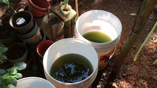 How to grow Green Water Algae [upl. by Jessie]