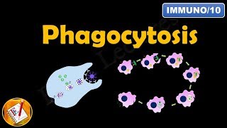 Phagocytosis FLImmuno10 [upl. by Albertine]