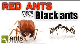 WHO WINS RED ANTS VS BLACK ANTS [upl. by Aznerol799]