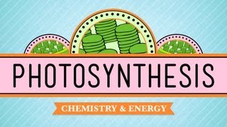 Photosynthesis Crash Course Biology 8 [upl. by Alokin30]