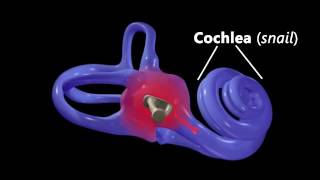 Hearing Ear Anatomy amp Auditory Transduction [upl. by Aimet226]