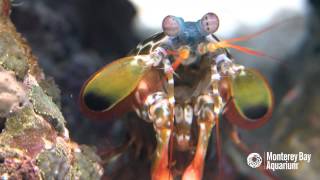 Meet the Mighty Mantis Shrimp [upl. by Hannon84]