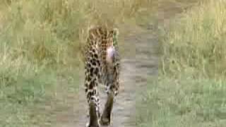 Lions vs leopards  African big cats fight for survival  BBC wildlife [upl. by Diamond]