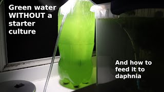 Green Water WITHOUT a Starter Culture  From Scratch  How To [upl. by Esbensen]