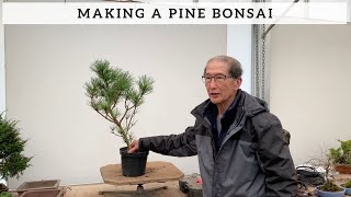 How To Make A Pine Bonsai [upl. by Aihsilat]