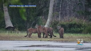 Photographer Snaps Pics Of Four Endangered Florida Panthers At Same Time [upl. by Darooge]