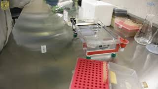 Video 4 PCR y purificación de DNA a partir de gel de agarosa [upl. by Akenat]