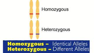 Homozygous vs heterozygous in genetics [upl. by Ahsetra943]