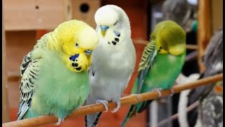 Over 9 hours of Budgies Playing Singing and Talking [upl. by Nirroc]