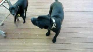 Staffordshire Bull Terrier talking amp barking [upl. by Otes711]