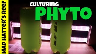 HOW TO Culture Phytoplankton [upl. by Klenk]