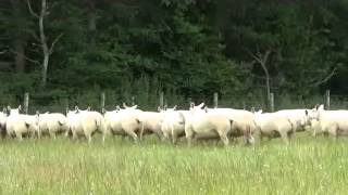 DURNO BELTEX EWES [upl. by Ivar]