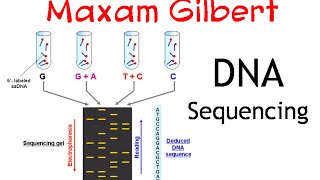 Maxam gilbert DNA sequencing method [upl. by Wieren712]