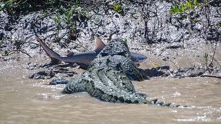 Brutus the 55 Metre Crocodile Catches A Bull Shark On Kakadus Adelaide River [upl. by Idihsar]