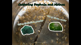 How To Culture Daphnia and Moinas using Green Water Spirulina powder [upl. by Ynnoj560]