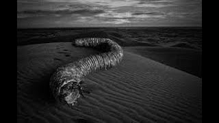 Finding The Legendary Mongolian Death Worm [upl. by Sweet148]