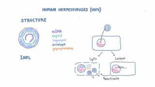 Introduction to Human Herpesviruses HHV [upl. by Laenej]