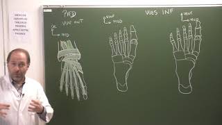 MI 7  Muscles du pied Foot muscles [upl. by Warton]