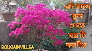 How to care of bougainvillea for 100 flowering [upl. by Lyrradal51]