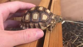 Baby Sulcata Tortoise Care Guide [upl. by Rolyks938]