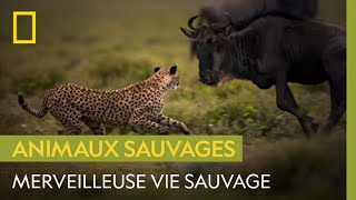 Ode à la vie sauvage [upl. by Annayak]