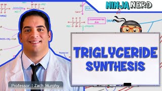 Metabolism  Triglyceride Synthesis [upl. by Kaasi]