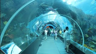 SEA Aquarium Singapore 2019  Resorts World Sentosa [upl. by Llennej]