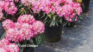 How to Grow Rhododendrons  Mitre 10 Easy As Garden [upl. by Harts]