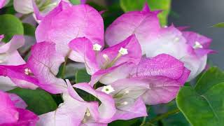 Step By Step To Caring Bougainvillea  Gardening Tips [upl. by Ahsiym]