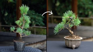 Creating a Pine Bonsai [upl. by Ines]