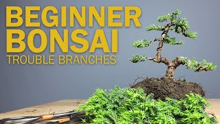 Beginner Bonsai Styling  Choosing Branches to Cut [upl. by Madora]