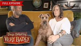 Dogs Behaving Very Badly Series 1  Episode 5  Full Episode [upl. by Kenton528]