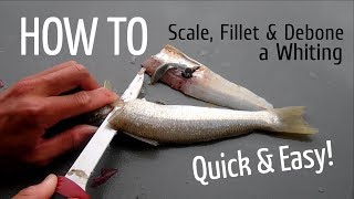 HOW TO Scale Fillet and Debone a Whiting [upl. by Heyes]