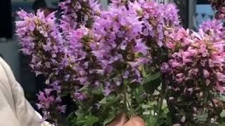 Plant Review Agastache POQUITO SERIES [upl. by Balkin]