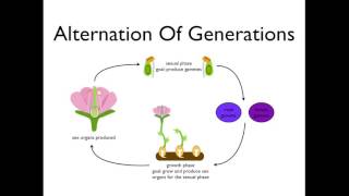 Alternation of Generations angiosperms [upl. by Atoel]