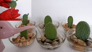 How to Propagate Cactus Leaf Cuttings in Water with Glass Bowl Opuntia Leucotricha Propagation [upl. by Teodoro]