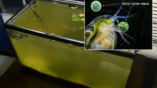 Raising Daphnia for the Freshwater Aquarium [upl. by Cherise]