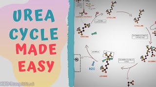 UREA CYCLE MADE EASY 2020  METABOLISMS MADE SIMPLE [upl. by Alaecim]