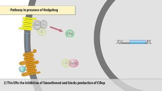 The Hedgehog signaling pathway in Drosophila [upl. by Yeta]