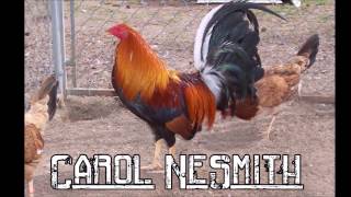 Best Gamefowl Breeders in USA Part 1 [upl. by Enohsal]