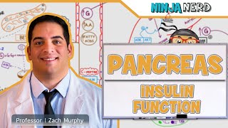 Endocrinology  Pancreas Insulin Function [upl. by Tareyn474]