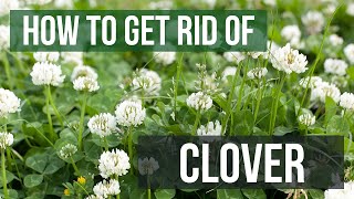 How to Get Rid of Clover 4 Easy Steps [upl. by Eliezer56]