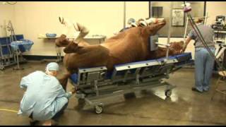 Surgery on a horse at Pioneer Equine Hospital [upl. by Laden]