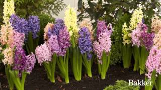 Timelapse  Hyacinth Mixed [upl. by Anne497]