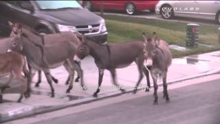 Wild Donkeys Invade Neighborhood  Moreno Valley RAW FOOTAGE [upl. by Einnor]